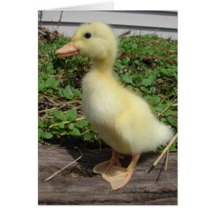 Pekin Duckling