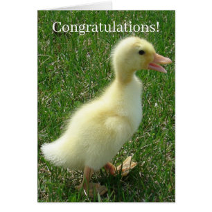 Pekin Duckling Félicitations Nouveau bébé