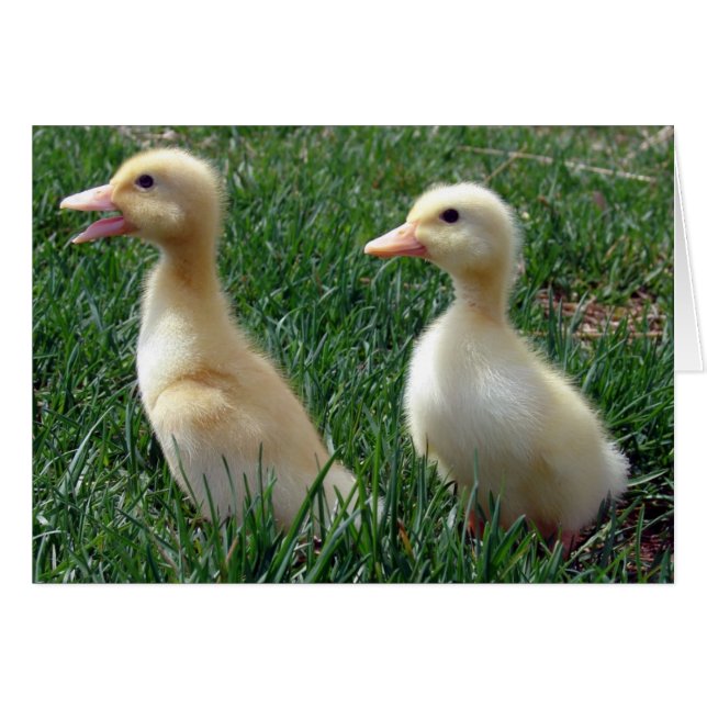 Pekin Ducklings (Devant horizontal)