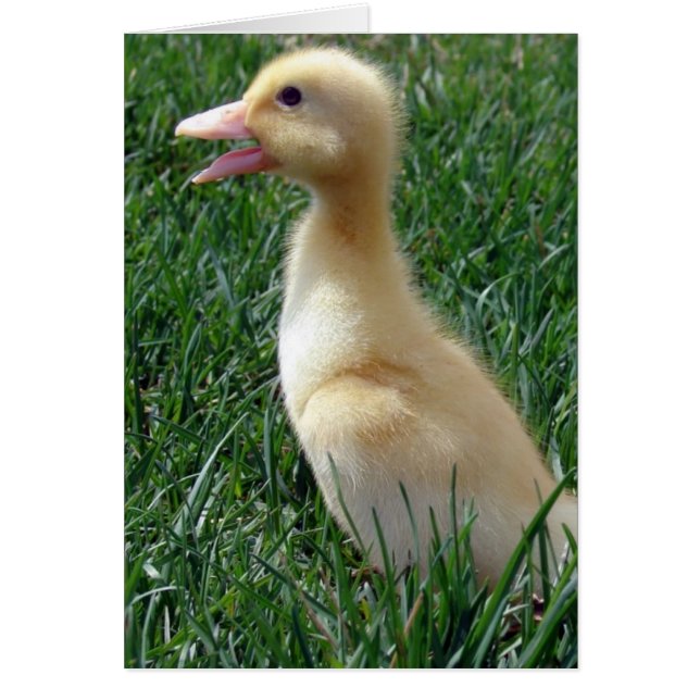 Pekin Ducklings (Devant)