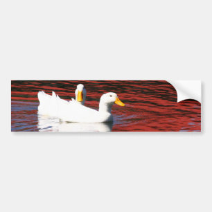 Pekin Ducks Bumper Sticker