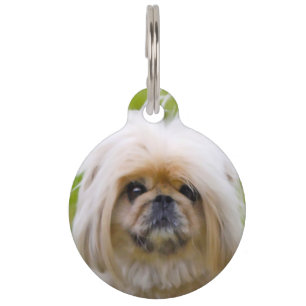 Pekinese Dog. Pet Tag