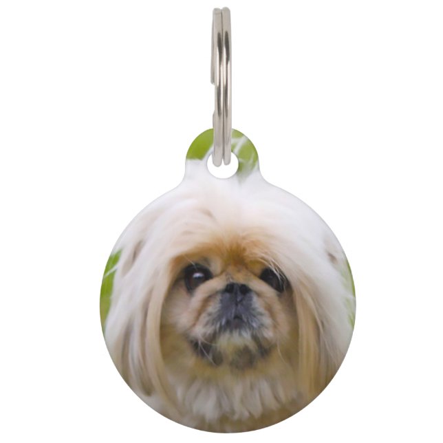 Pekinese Dog. Pet Tag (Front)