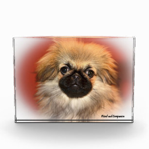 Pekinese Dog. Photo Block