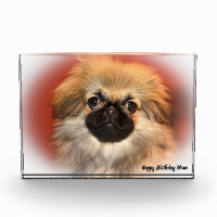 Pekinese Dog