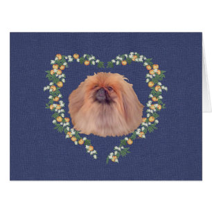 Pekingese