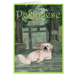 Pekingese at Oriental Gateway