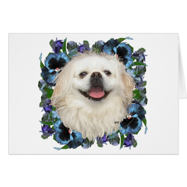 Pekingese blanc avec lunettes (Devant horizontal)
