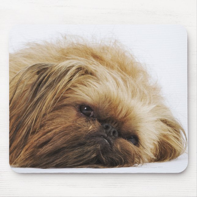 Pekingese dog, close up mouse pad (Front)