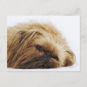 Pekingese dog, close up postcard