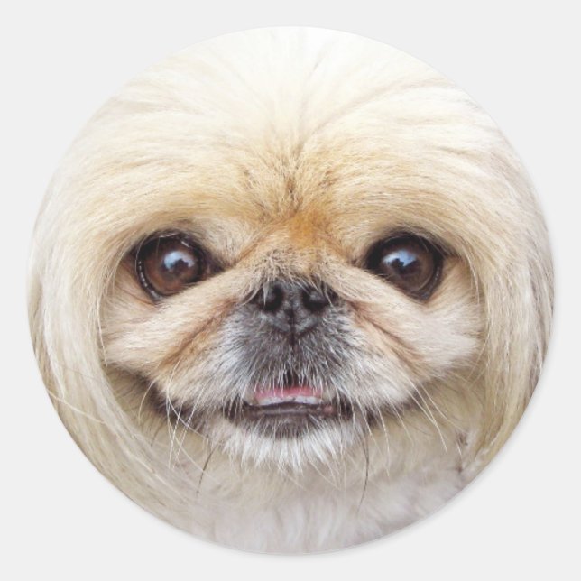 Pekingese Dog Face Classic Round Sticker (Front)