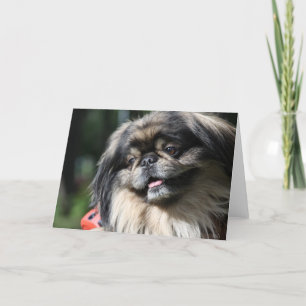 Pekingese  dog greeting card