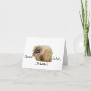 Pekingese Dog Notes
