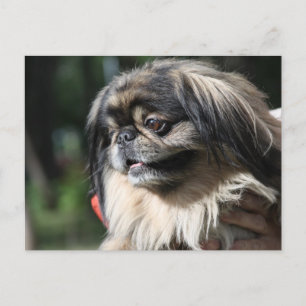 Pekingese dog postcard