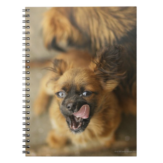 Pekingese Dogs Notebook (Front)
