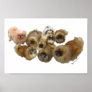 Pekingese Group Poster