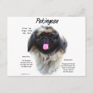 Pekingese History Design Postcard