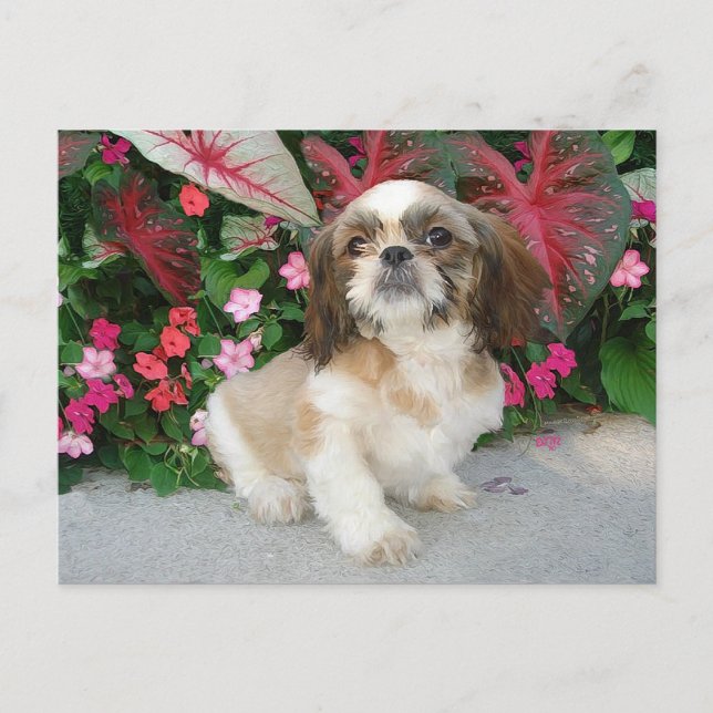 Pekingese in a Garden Setting Postcard (Front)