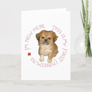 Pekingese Pup First Christmas Holiday Card
