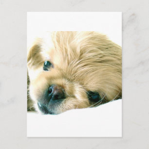 Pekingese Puppies Postcard