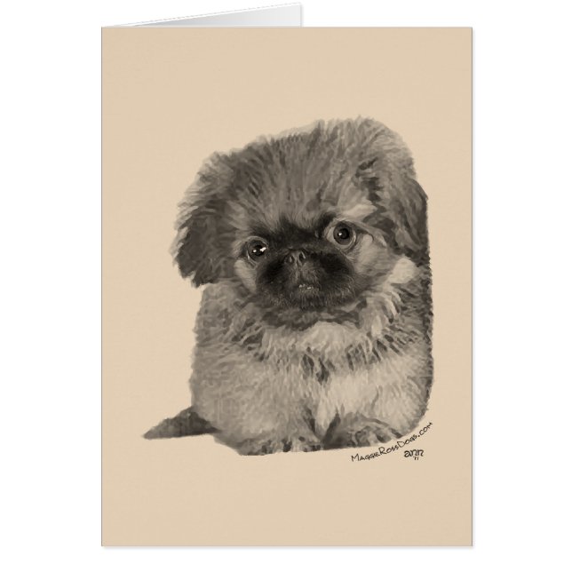 Pekingese Puppy (Front)