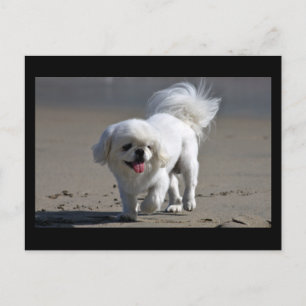 Pekingese Puppy Dog Blank Post Card
