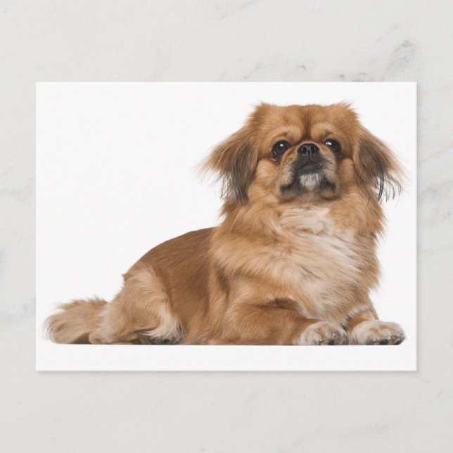 Pekingese Puppy Dog Post Card (Front)
