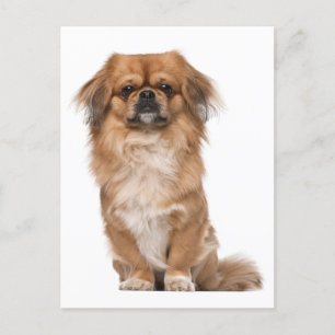 Pekingese Puppy Dog Post Card