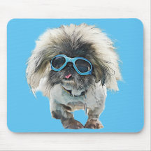 Pekingese Rockstar Mongo