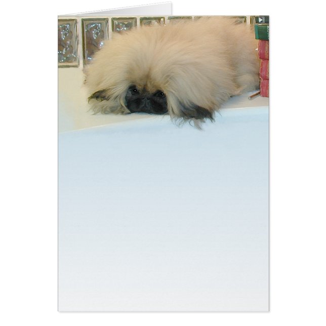 Pekingese Thinking Big (Front)