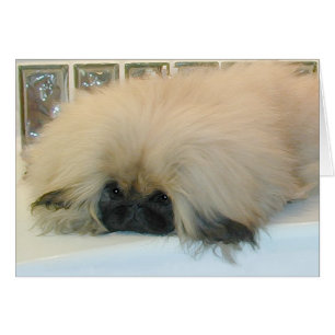 Pekingese Thinking Big