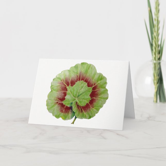 Pelargonium 'Geranium Leaf' Greeting Card (Front)