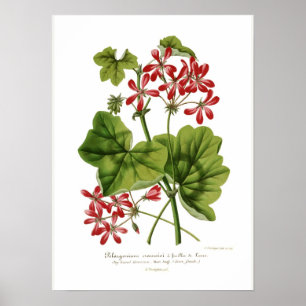 Pelargonium  hederaefolium poster