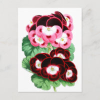 Pelargoniums