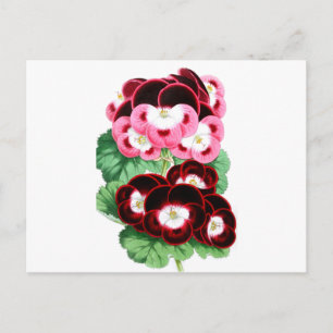 Pelargoniums Postcard