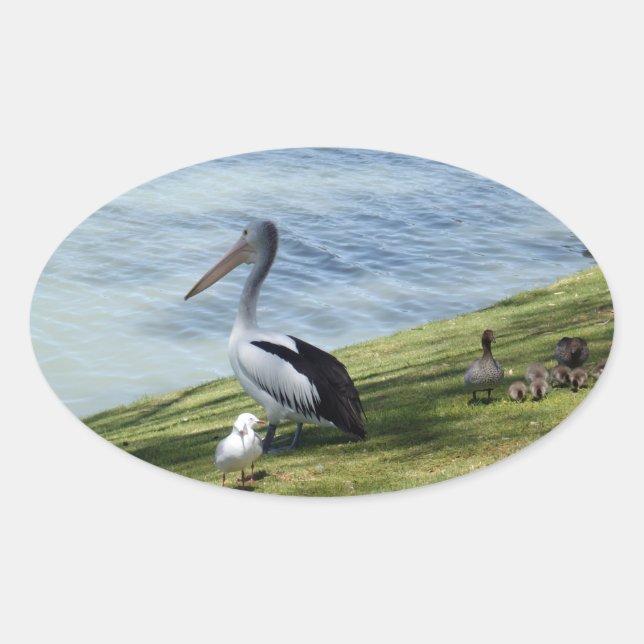Pelican And Ducks, Oval Sticker (Front)