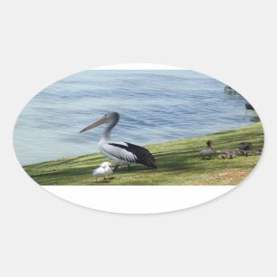 Pelican And Ducks, Oval Sticker