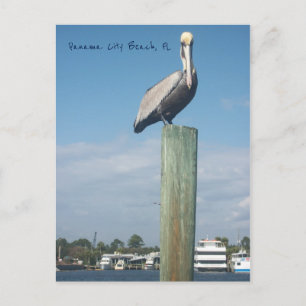 Pelican at Panama City Beach, FL Postcard