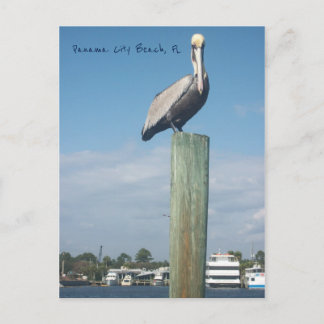 Pelican at Panama City Beach, FL Postcard