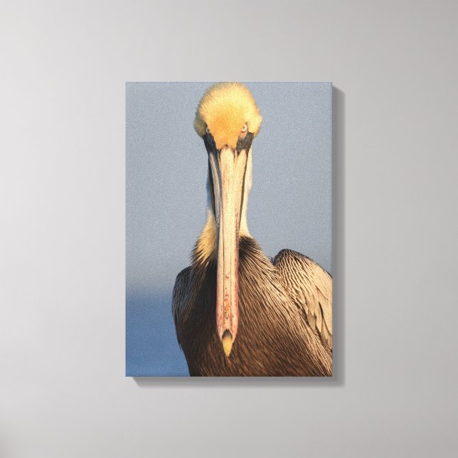 Pelican Attitude Canvas Print (Front)