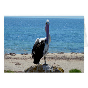 Pelican Avec Le Regard,