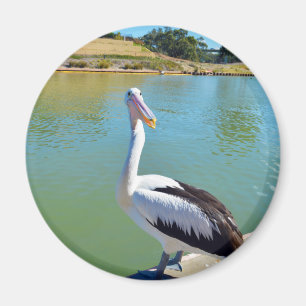Pelican Back Chat, Fridge Magnet