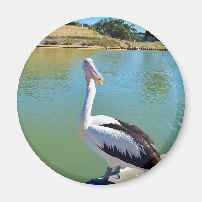 Pelican Back Chat, Fridge Magnet (Front)