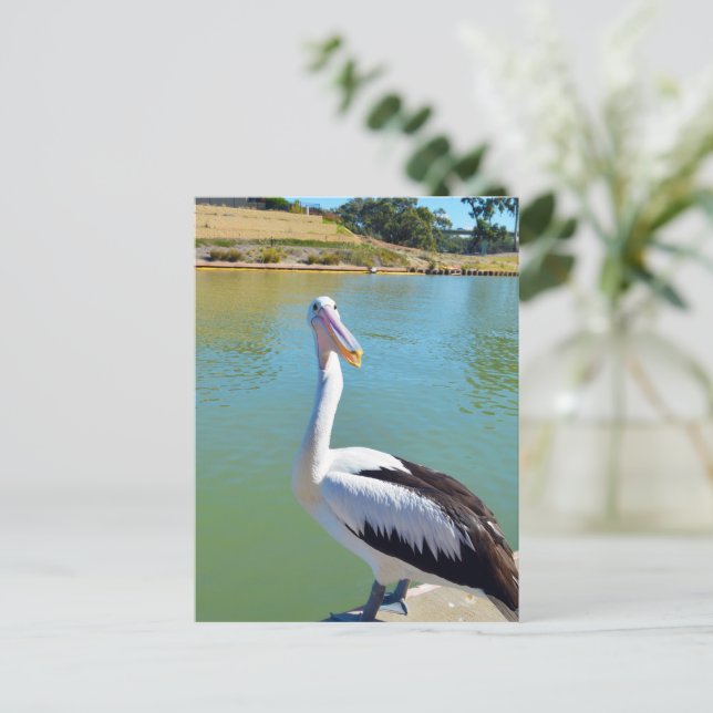 Pelican Back Chat, Postcard (Standing Front)