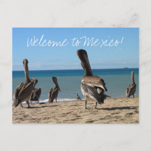 Pelican Beach Bums Postcard
