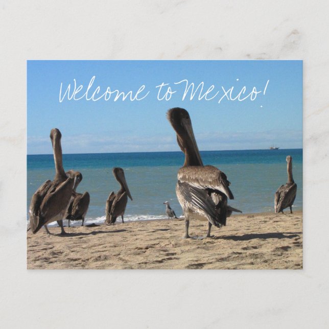Pelican Beach Bums Postcard (Front)