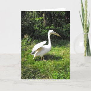 Pelican beautiful bird holiday card