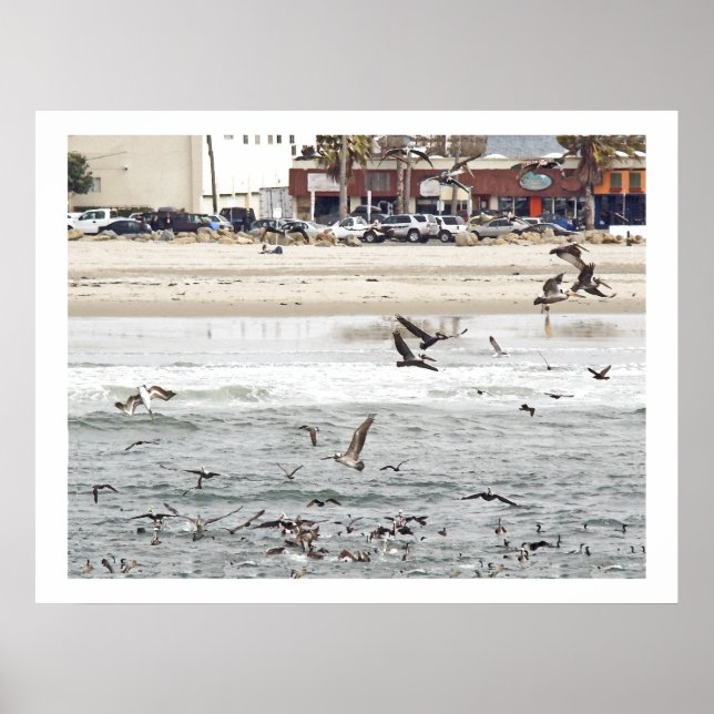 Pelican Birds Wildlife Animals Poster (Front)