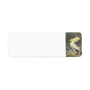 Pélican blanc américain par Audubon