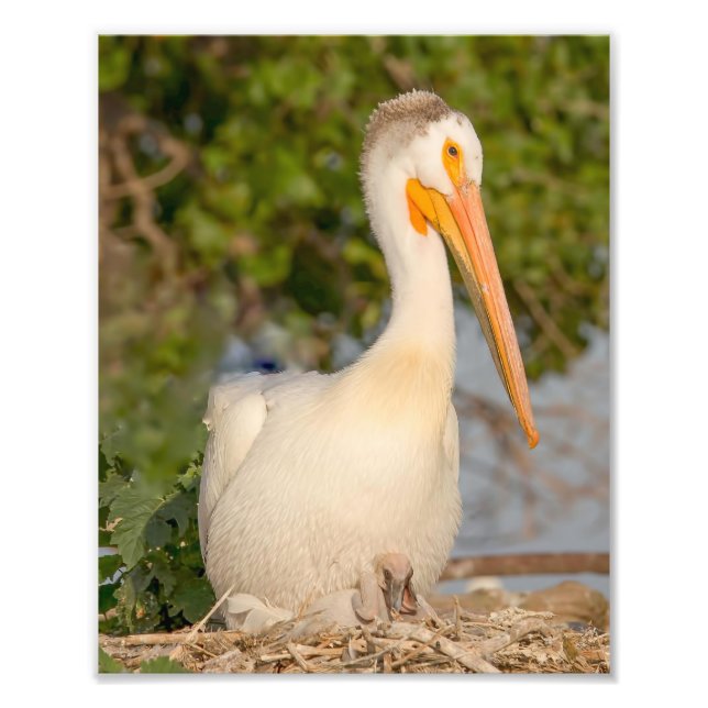 Pélican blanc avec photo de bébé Imprimer (Devant)